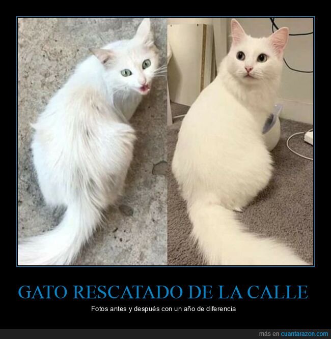 gato,antes,después,calle