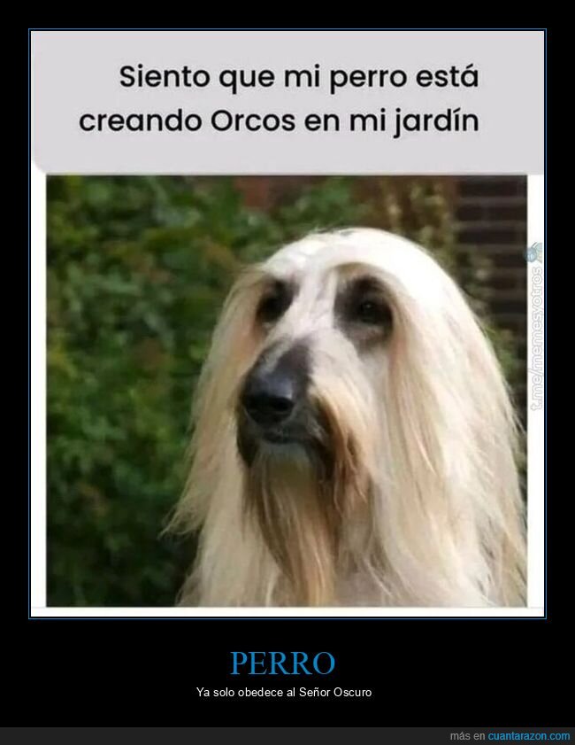 el señor de los anillos,parecidos,perros,saruman