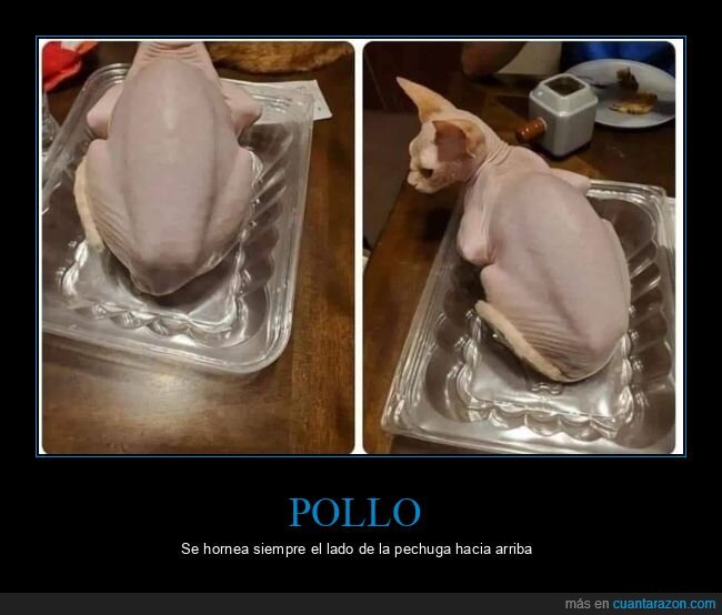 pollo,gato