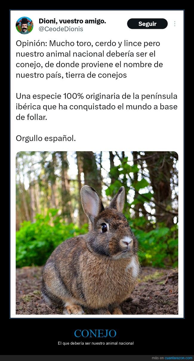 animal nacional,conejo,españa