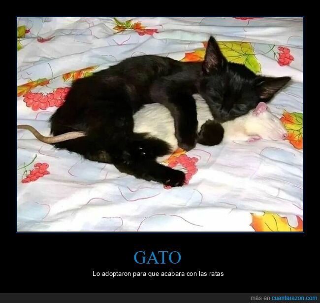 gato,rata,durmiendo