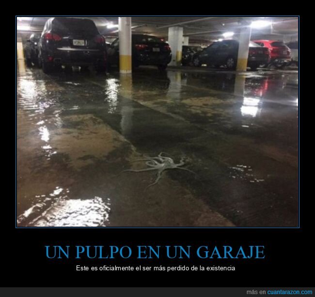 garaje,pulpo,wtf