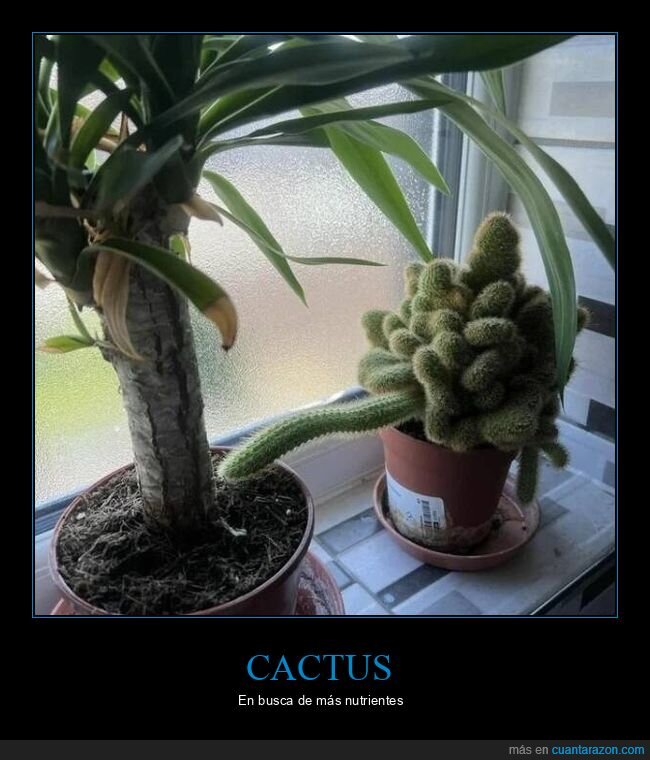 cactus,planta