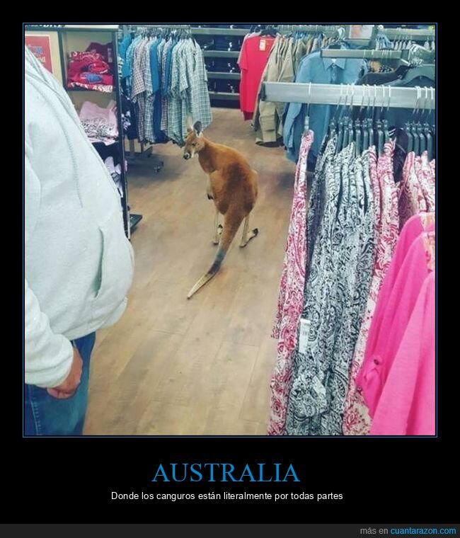 australia,canguro,tienda