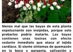 Enlace a Plantas mortales de las que deberías mantenerte alejado