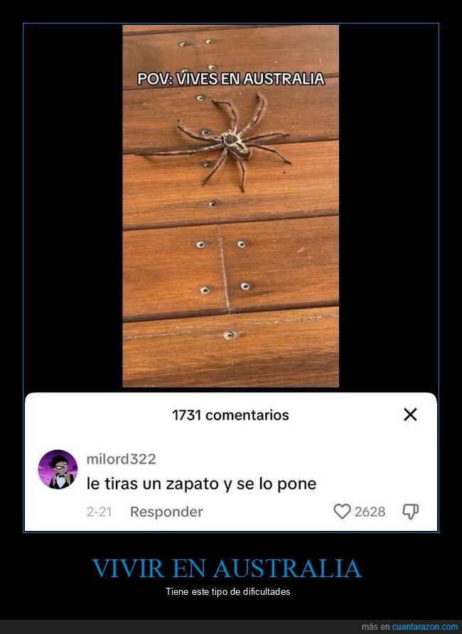 araña,poner,zapato