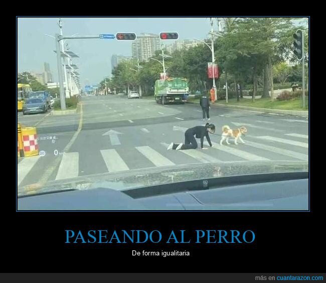 paseando,perros,wtf