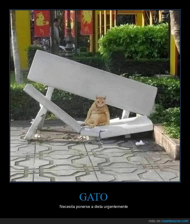 gato,banco,roto