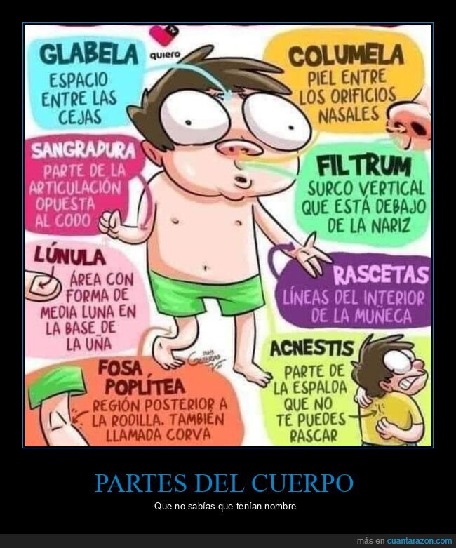 cuerpo,curiosidades,nombres,partes