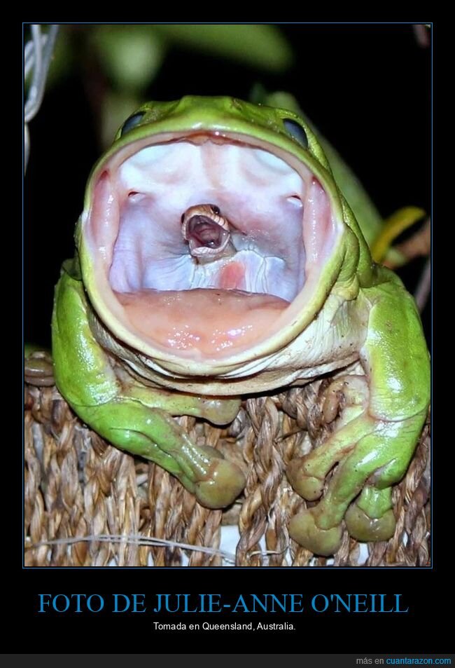 rana,comiendo,serpiente