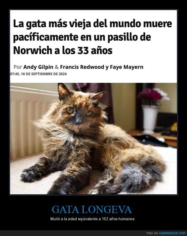 gata,vieja,muerte