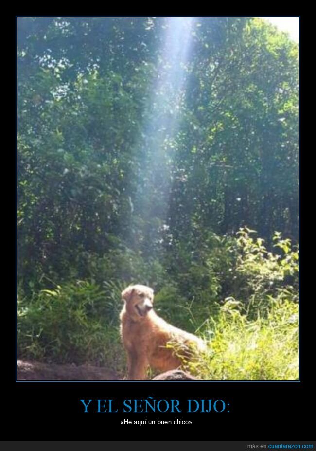 buen chico,perros,rayo de sol