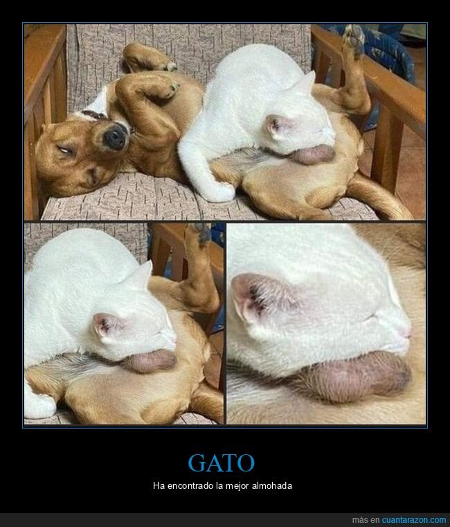 gato,huevos,perro