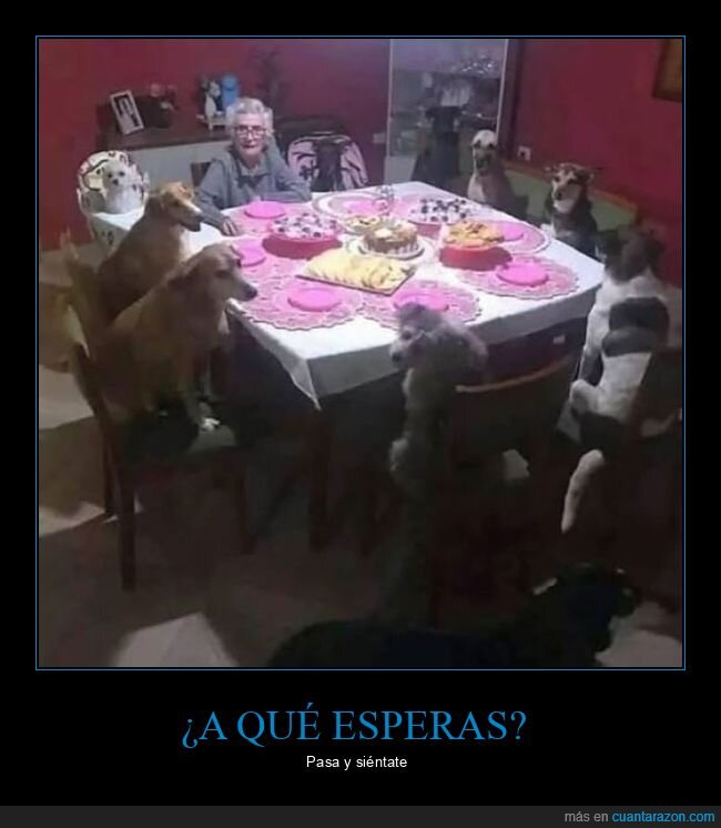 mesa,perros,wtf