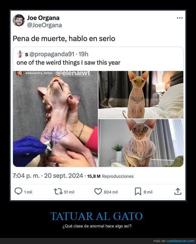 gatos,tatuaje