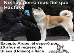 Enlace a El perro más fiel