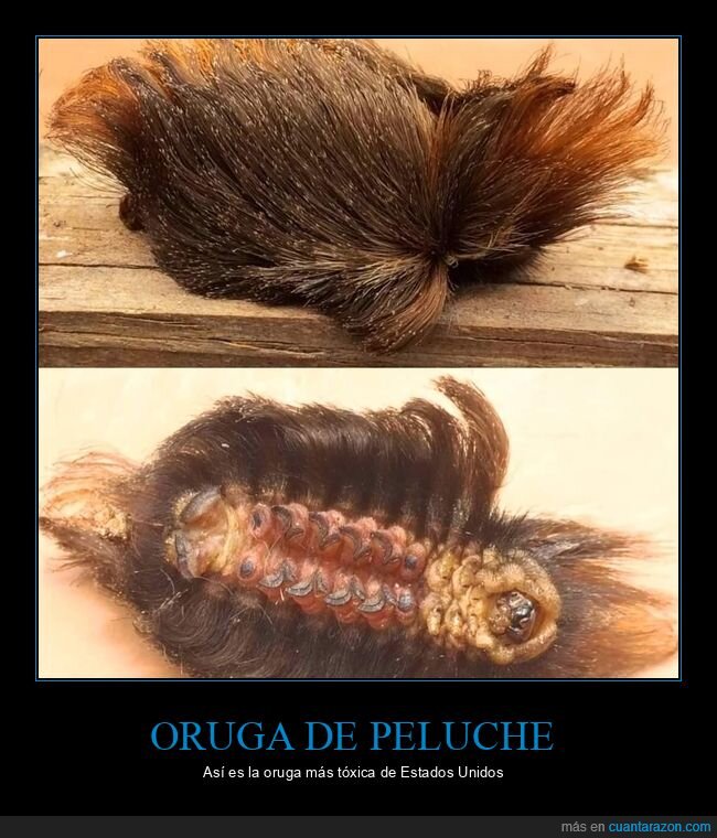 oruga peluche,tóxica