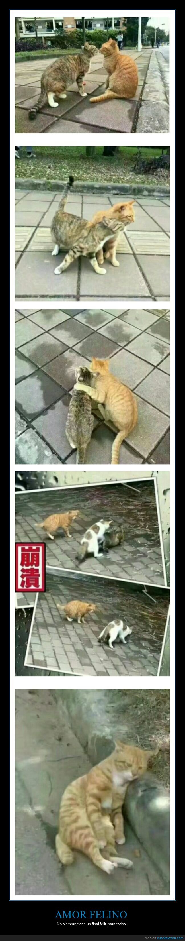 gatos,montando,pareja,wtf