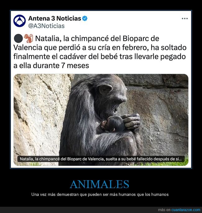 bioparc,cadáver,chimpancé,cría