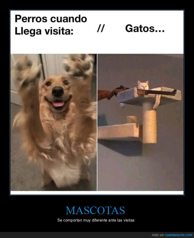 perros,gatos,visitas