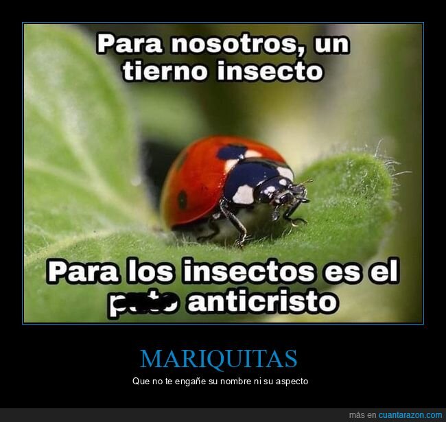 mariquitas,insectos