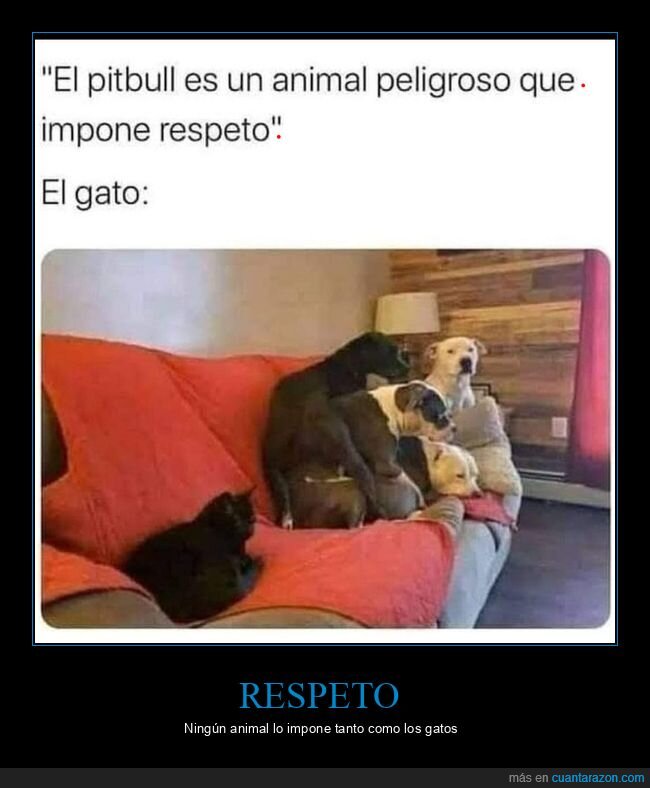 pitbull,respeto,gatos,perros