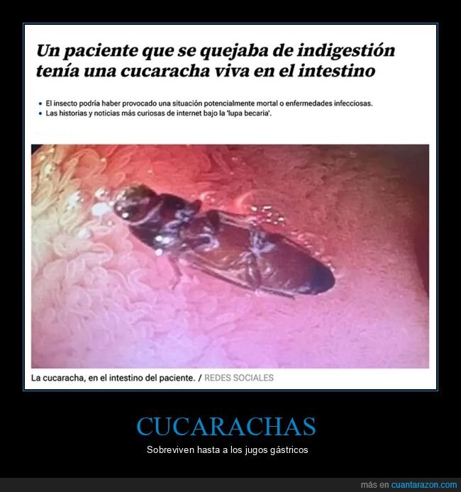 cucaracha,intestino,viva