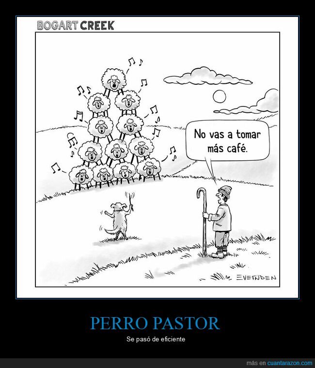 perro,pastor,ovejas,café