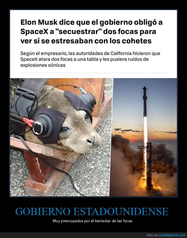 cohetes,elon musk,estrés,focas,gobierno,spacex