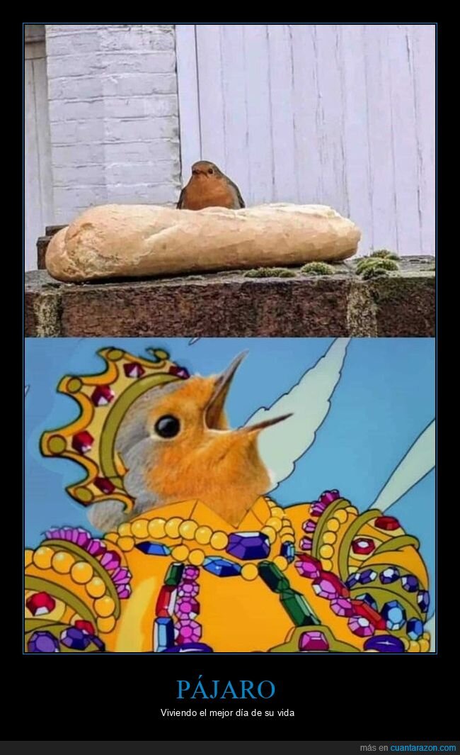 pájaro,pan,simpsons