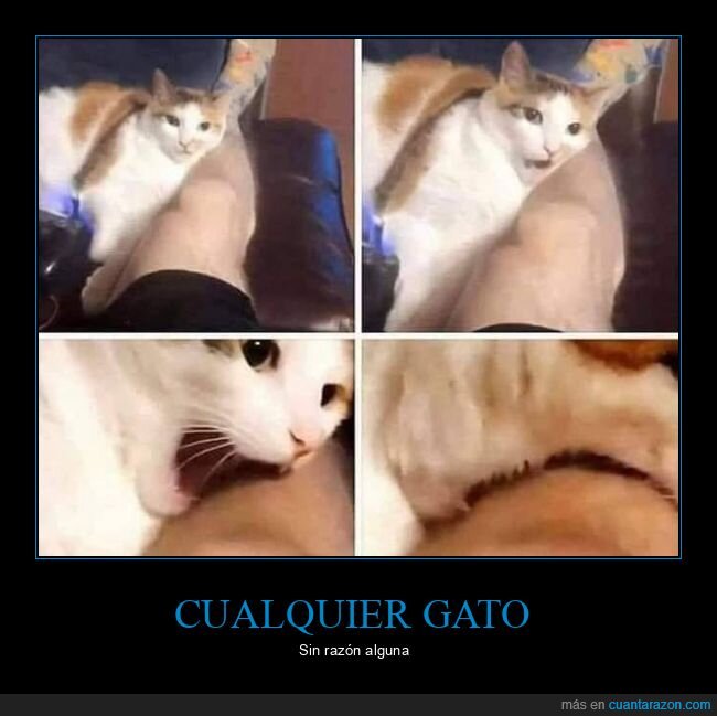 gatos,morder