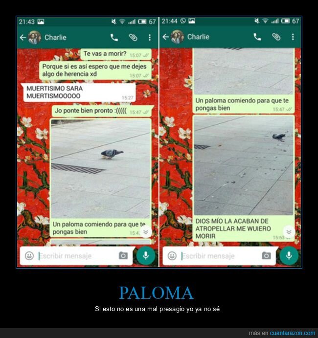 atropellar,fails,paloma,whatsapp