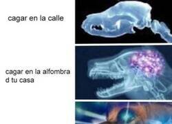 Enlace a Meme perruno