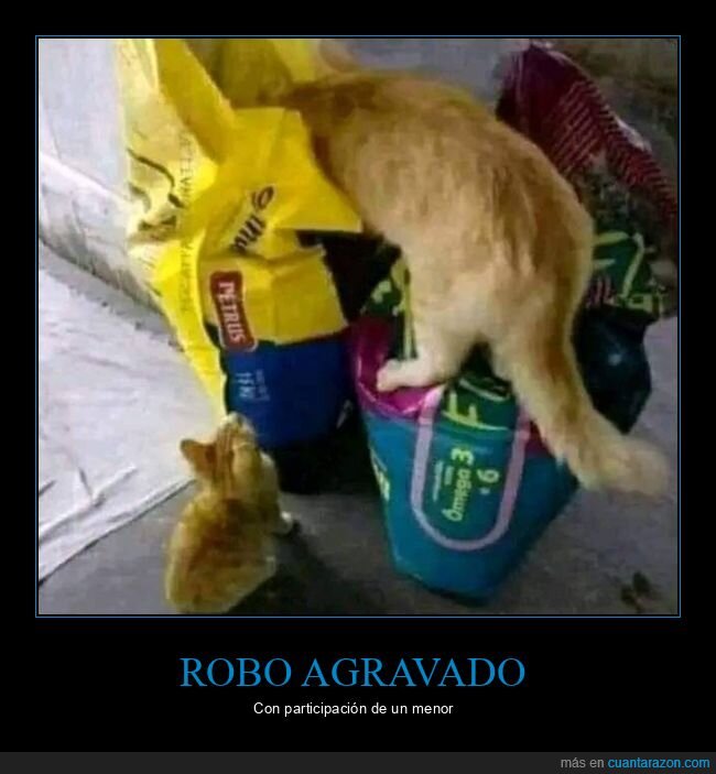 gatos,robo,menor