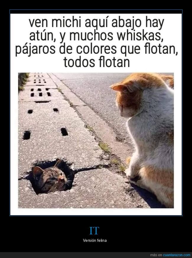 it,gatos