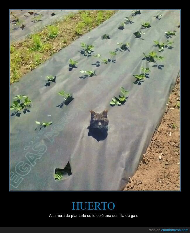 huerto,gato