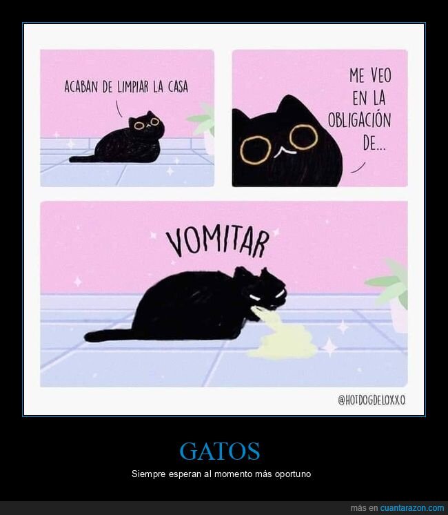 gato,vomitar,limpiar