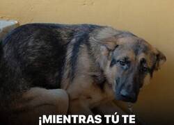 Enlace a Sufrimiento animal