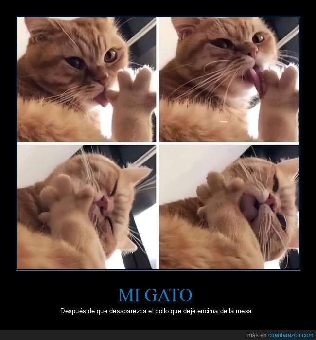 gato,patas