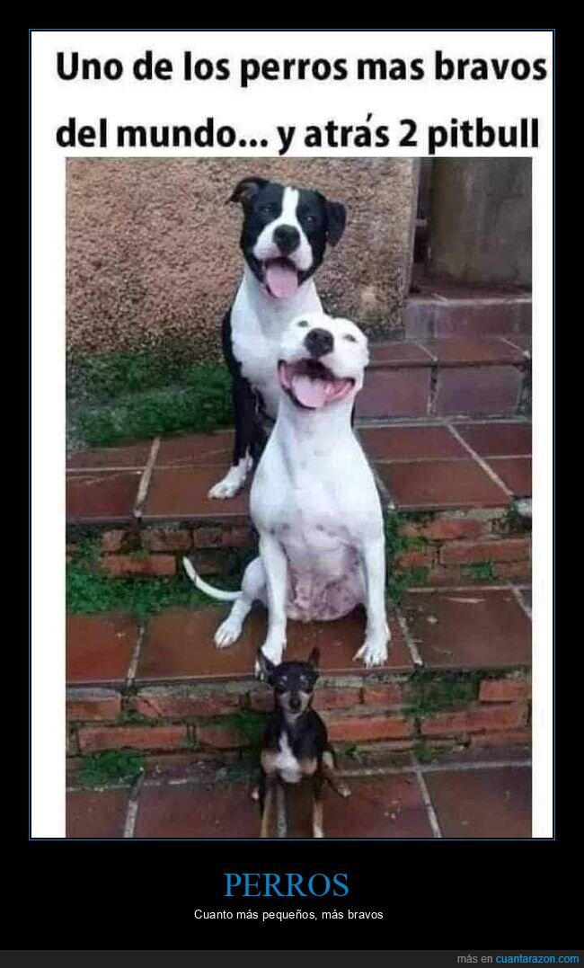 perros,bravos,pitbull