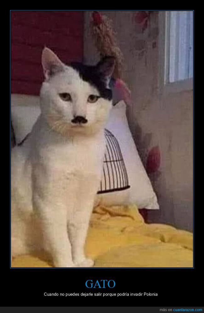 gatos,hitler,parecidos