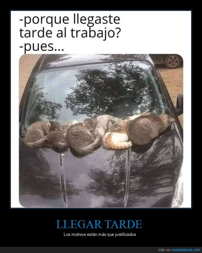 llegar tarde,trabajo,gatos,coche