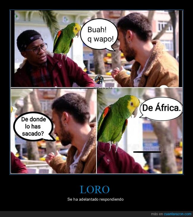 áfrica,loro,negro