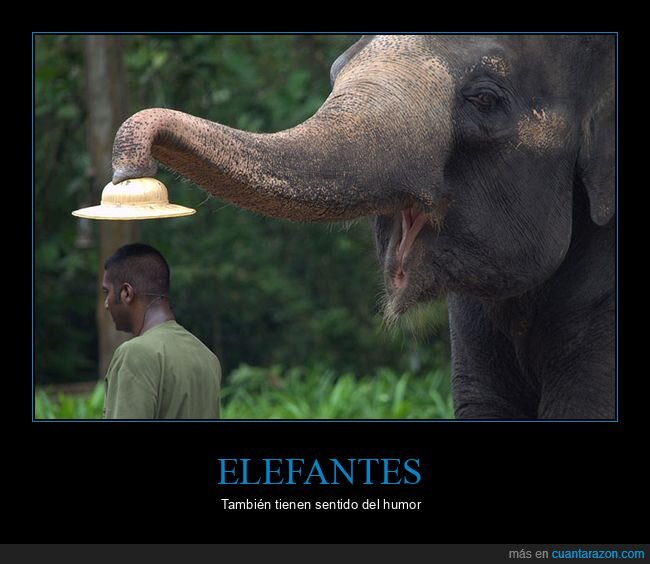 elefante,sombrero,trolling