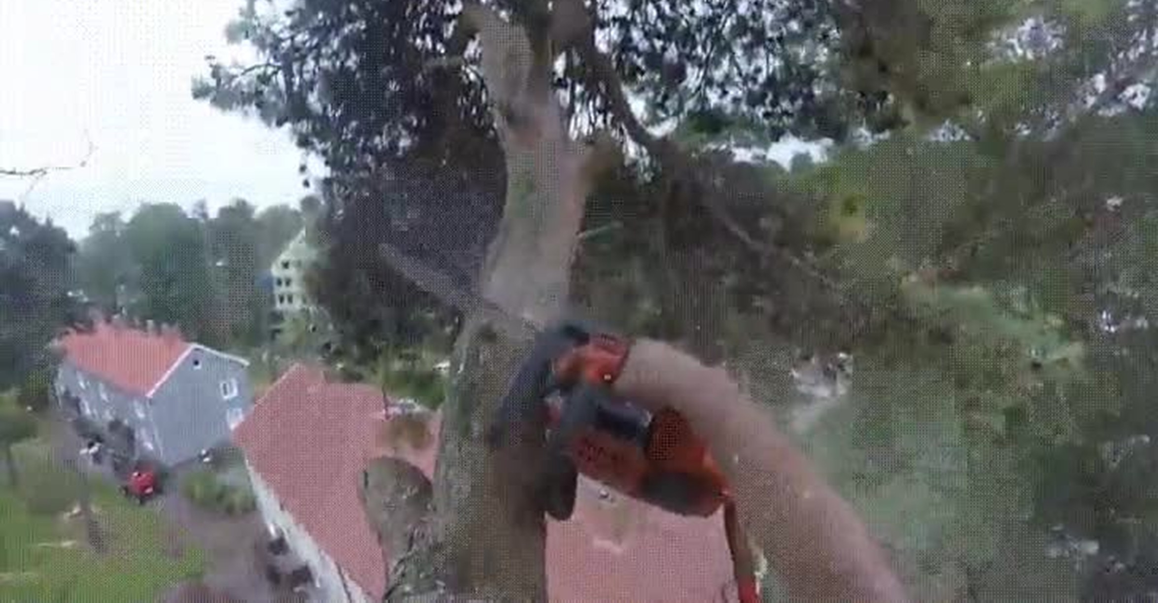 Vaya Gif Seguro Que Nunca Habias Visto Podar Un Arbol De Forma Tan Espectacular