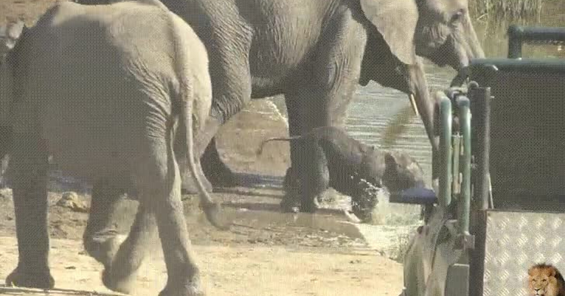 Vaya Gif Los Bebes Elefantes No Aprenden A Beber Con Su Trompa Hasta Pasadas Unas Semanas