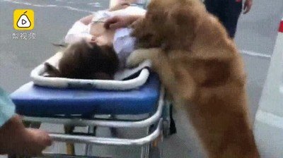 Perros que no se separan de su mejor amiga ni en los momentos más difíciles amiga. momentos,difíciles,mejor,perro,separar