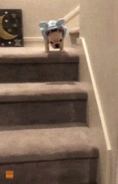 Este perro sin querer ha hecho uno de las acrobacias más difíciles en unas escaleras acrobacia,escaleras,perro,sin querer