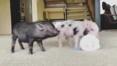 No hay nada más adorable que ver jugar a dos cerditos con su juguete adorable,cerditos,jugar,juguete,nada