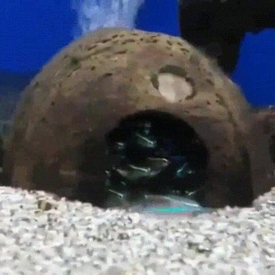 Los peces también tienen vecindarios y desconfían los unos de los otros desconfiar,vecinos